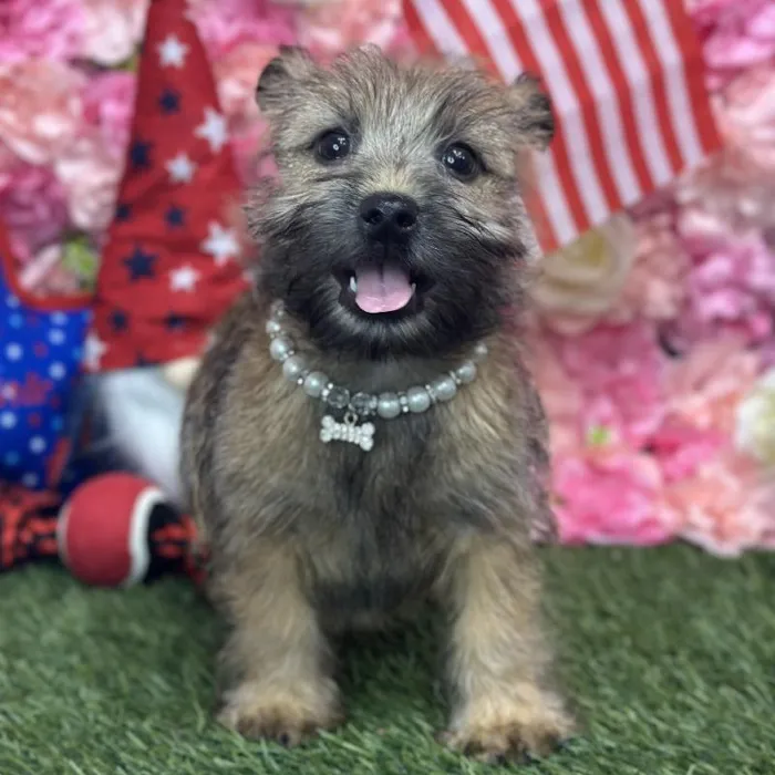 Female Cairn Terrier Puppy for Sale in Saugus, MA