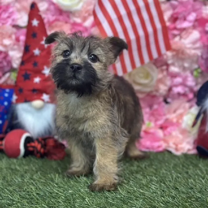 Male Cairn Terrier Puppy for Sale in Saugus, MA