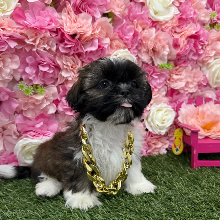 Male Shih Tzu Puppy for Sale in Braintree, MA