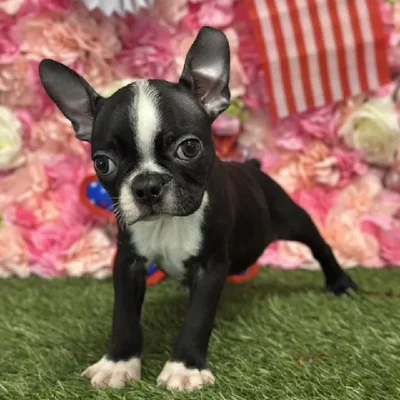 Male Boston Terrier Puppy for Sale in Saugus, MA