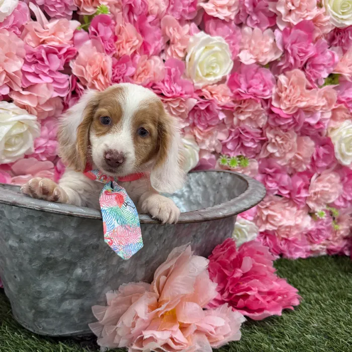 Male Dachshund Puppy for Sale in Braintree, MA