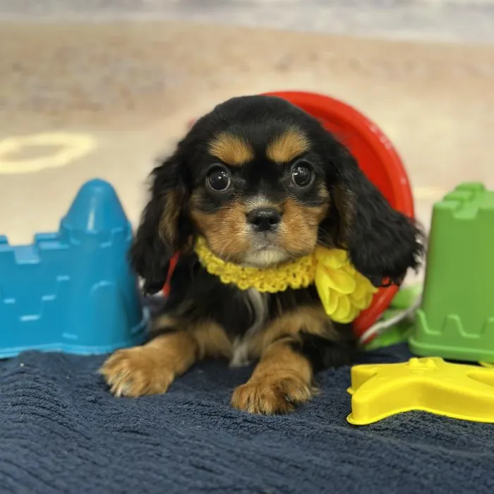 Female Cavalier King Charles Spaniel Puppy for Sale in Braintree, MA