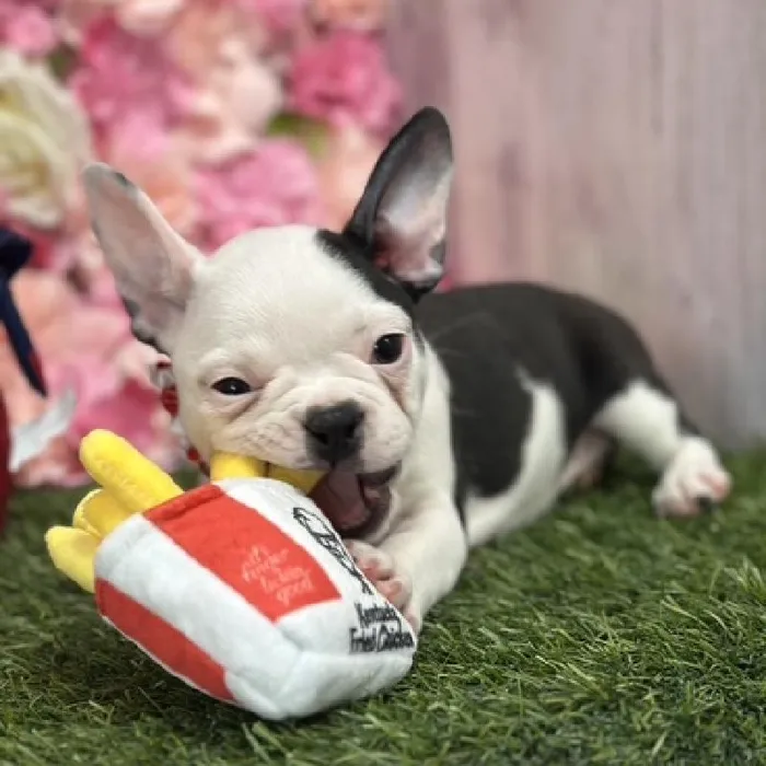 Female Froston Puppy for Sale in Saugus, MA