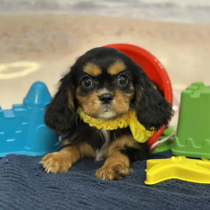 Female Cavalier King Charles Spaniel Puppy for Sale in Braintree, MA