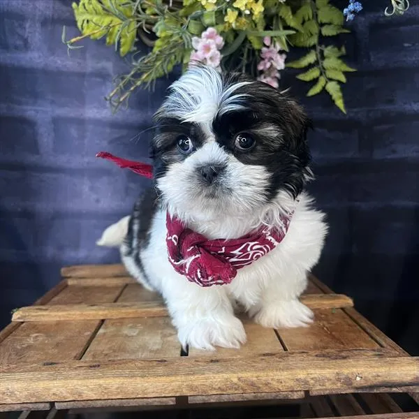 Male Shih Tzu puppy named Chepo for sale at Pet Express Braintree.