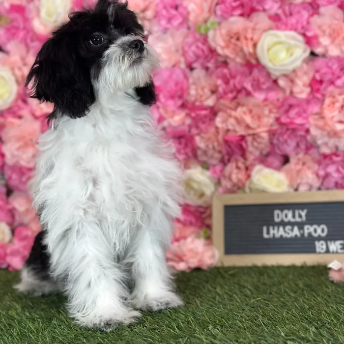 Female Lhasa-Poo puppy named Dolly for sale at Pet Express Saugus.