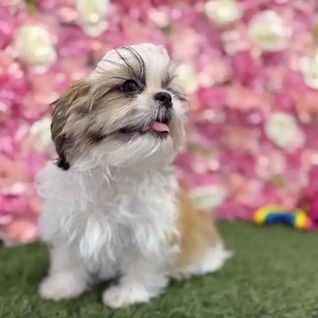Male Shih Tzu Puppy for Sale in Braintree, MA