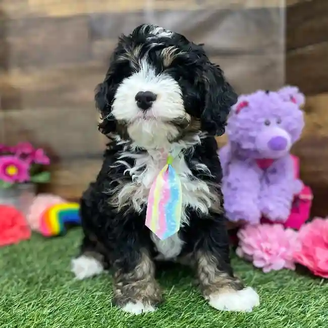 Male Mini Bernedoodle 2nd Gen Puppy for Sale in Braintree, MA