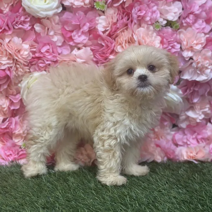 Male Lhasa-Poo Puppy for Sale in Saugus, MA
