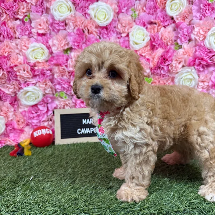 Male Cavapoo puppy named Marty for sale at Pet Express Braintree.