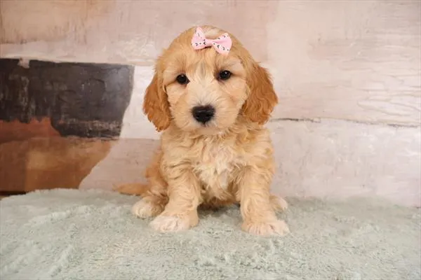 Female Mini Goldendoodle 2Nd Gen puppy named Lenore for sale at Pet Express Saugus.