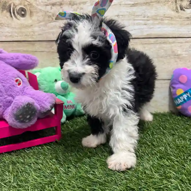 Female Aussiechon Puppy for Sale in Braintree, MA