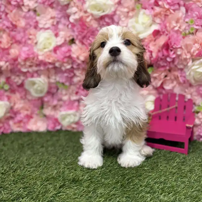 Male Cavanese Puppy for Sale in Braintree, MA