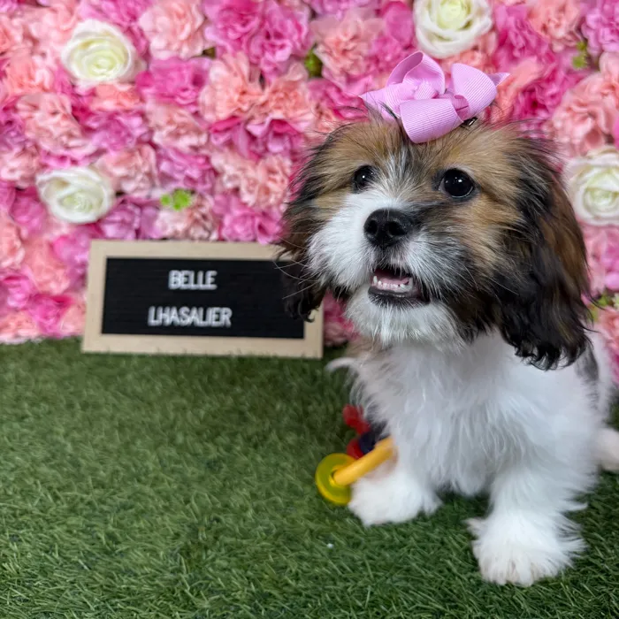 Female Lhasalier puppy named Belle for sale at Pet Express Braintree.