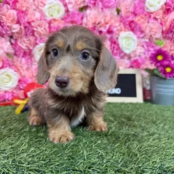 Male Dachshund puppy named Willie for sale at Pet Express Braintree.