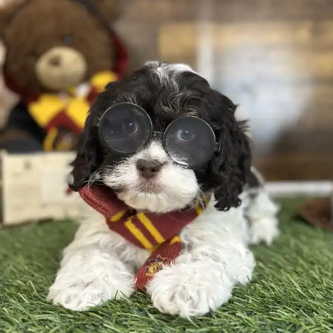 Male Cockapoo Puppy for Sale in Saugus, MA