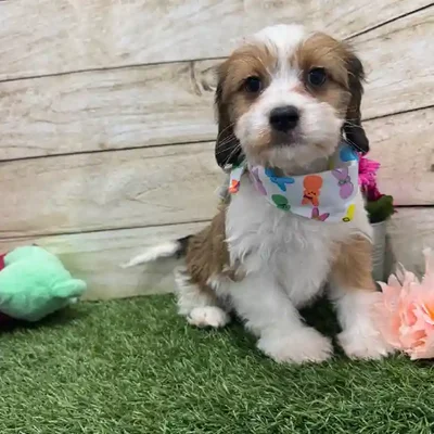 Male Cavanese Puppy for Sale in Braintree, MA
