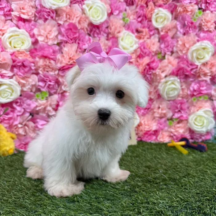 Female Havamalt puppy named Janice for sale at Pet Express Braintree.