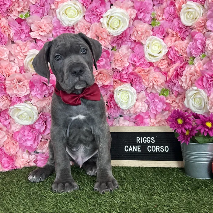 Male Cane Corso puppy named Riggs for sale at Pet Express Braintree.