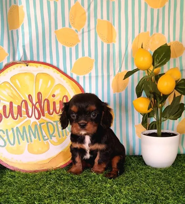 Male Cavalier King Charles Spaniel puppy named Toffee for sale at Pet Express Braintree.