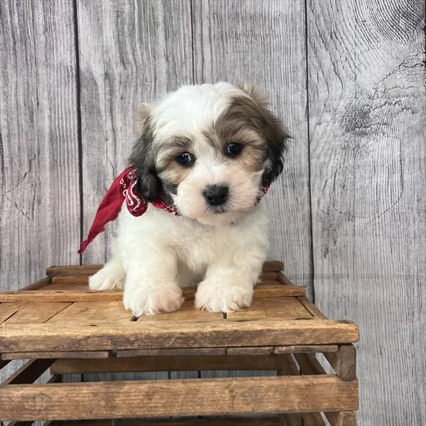 Male La-Chon puppy named Ringo for sale at Pet Express Saugus.