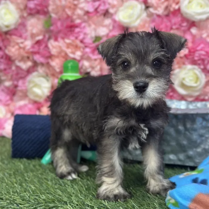 Male Miniature Schnauzer Puppy for Sale in Saugus, MA