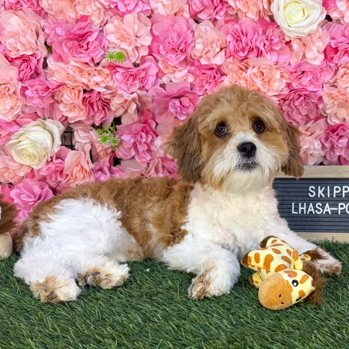 Male Lhasa-Poo puppy named Skipper for sale at Pet Express Saugus.