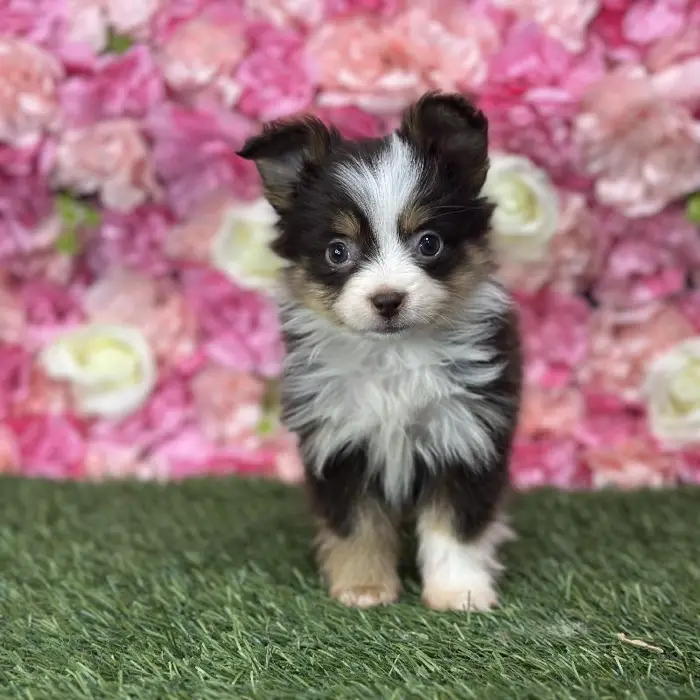 Female Toy Australian Shepherd Puppy for Sale in Braintree, MA