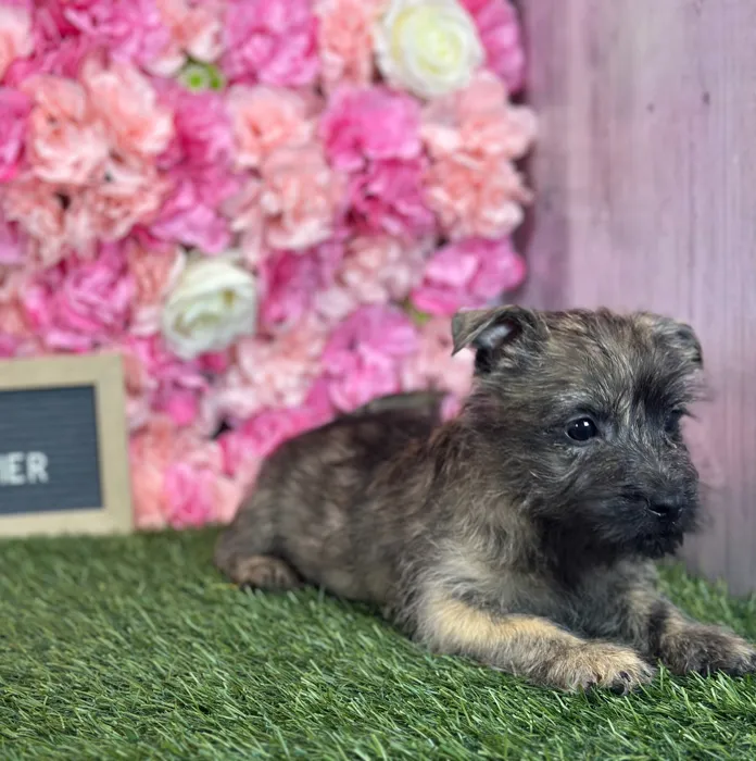 Male Cairn Terrier puppy named Kale for sale at Pet Express Saugus.