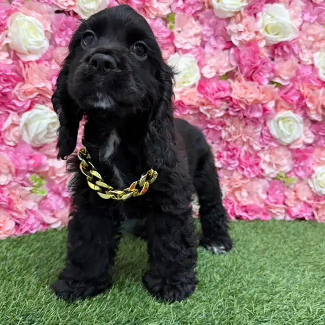 Male Cocker Spaniel Puppy for Sale in Braintree, MA