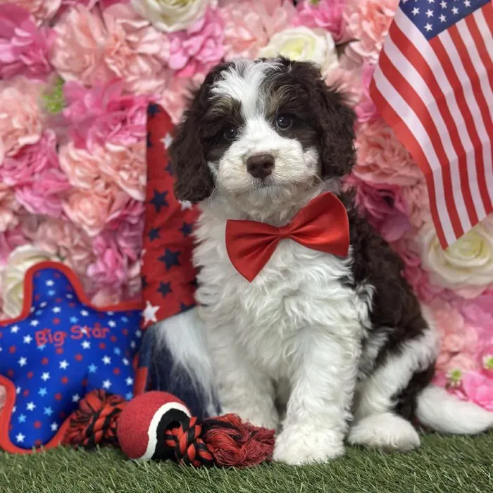 Male Mini Bernedoodle 2nd Gen Puppy for Sale in Saugus, MA
