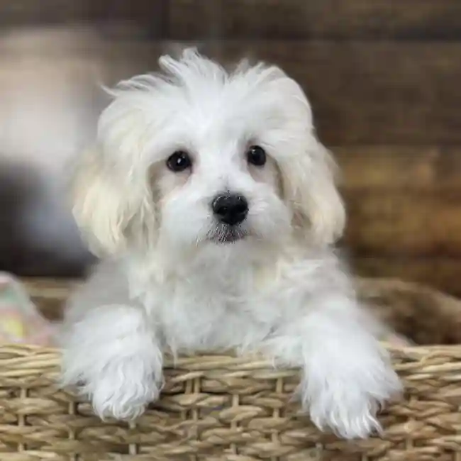 Male Malti-Poo Puppy for Sale in Saugus, MA