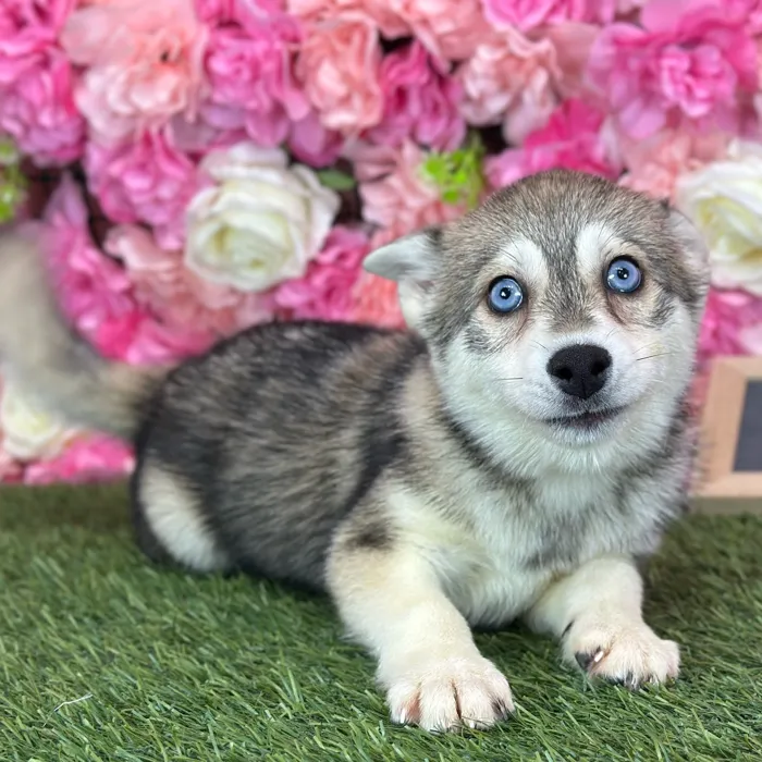 Female Alaskan Klee Kai puppy named Gloria for sale at Pet Express Saugus.