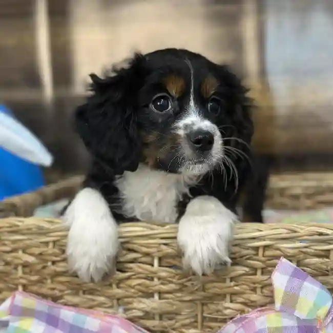 Female Aussalier Puppy for Sale in Saugus, MA
