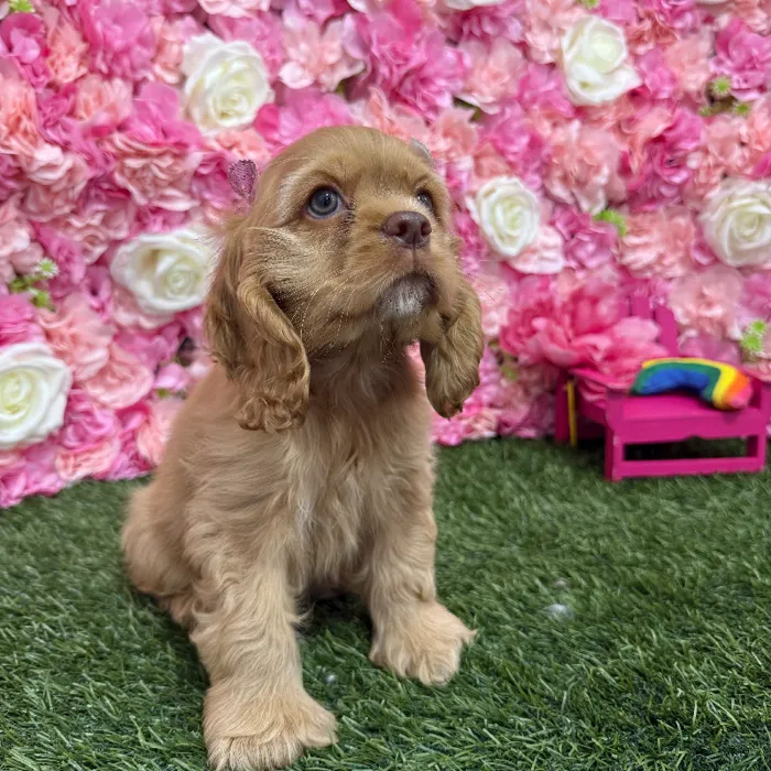 Female Cocker Spaniel Puppy for Sale in Braintree, MA