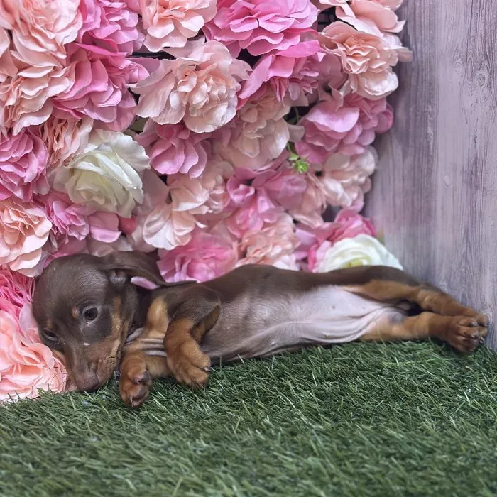 Female Dachshund Puppy for Sale in Saugus, MA