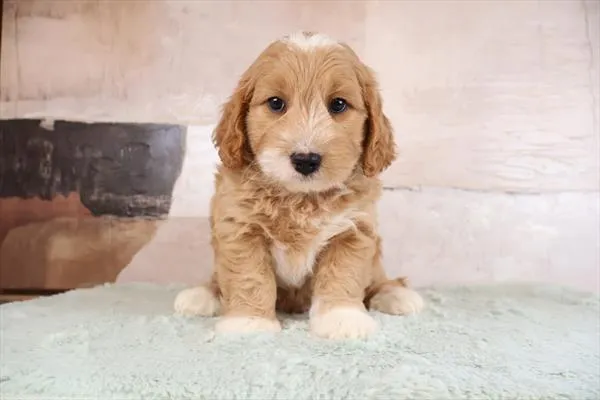 Male Mini Goldendoodle 2Nd Gen puppy named Graham for sale at Pet Express Braintree.