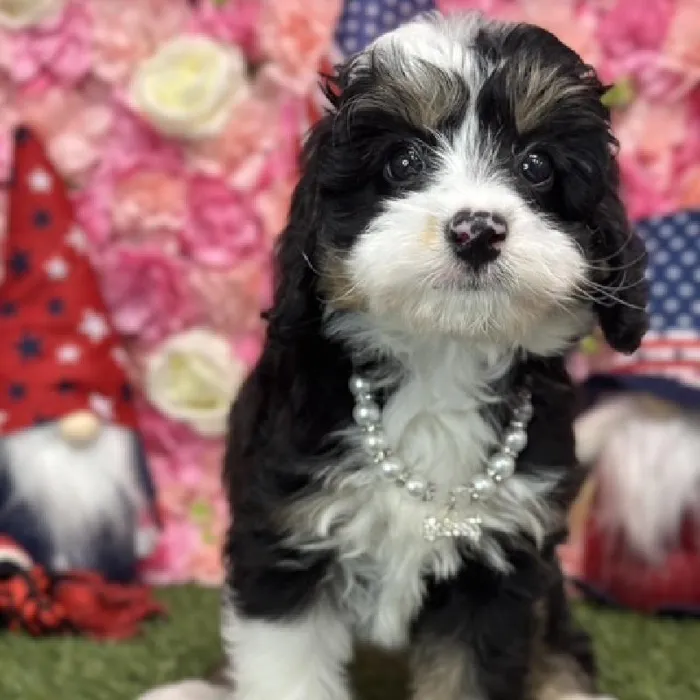 Female Mini Bernedoodle 2nd Gen Puppy for Sale in Saugus, MA
