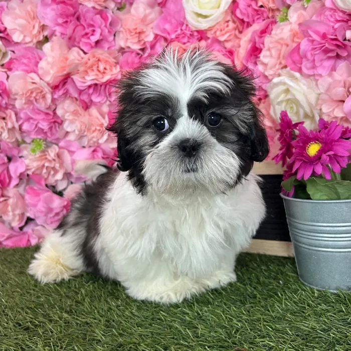 Male Shih Tzu puppy named Chepo for sale at Pet Express Braintree.