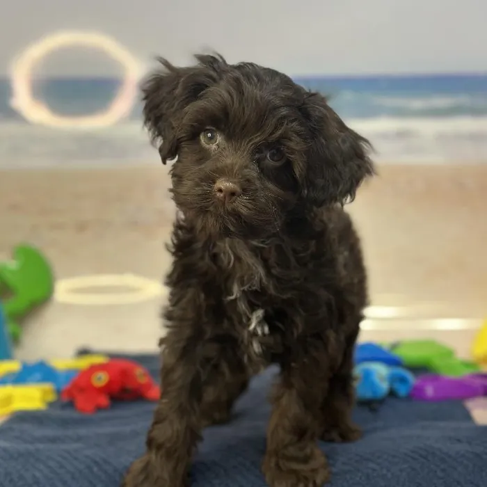 Male Havapoo Puppy for Sale in Saugus, MA