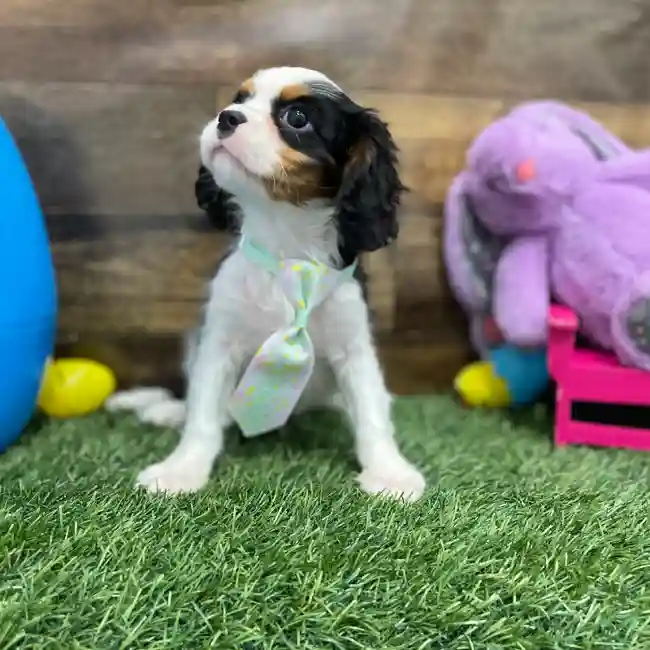 Male Cavalier King Charles Spaniel Puppy for Sale in Braintree, MA