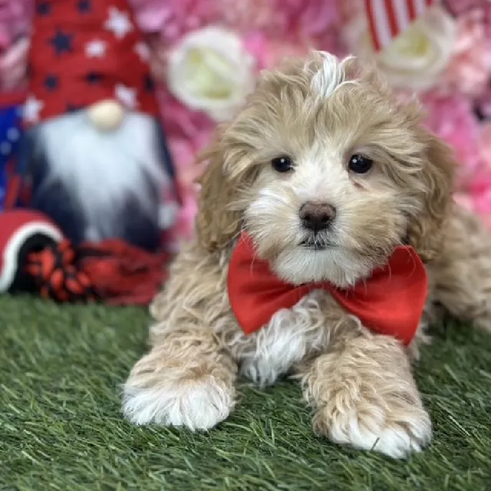 Male Malti-Poo Puppy for Sale in Saugus, MA