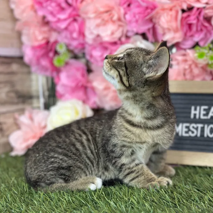 Male Domestic Short Hair kitten named Heathcliff for sale at Pet Express Saugus.