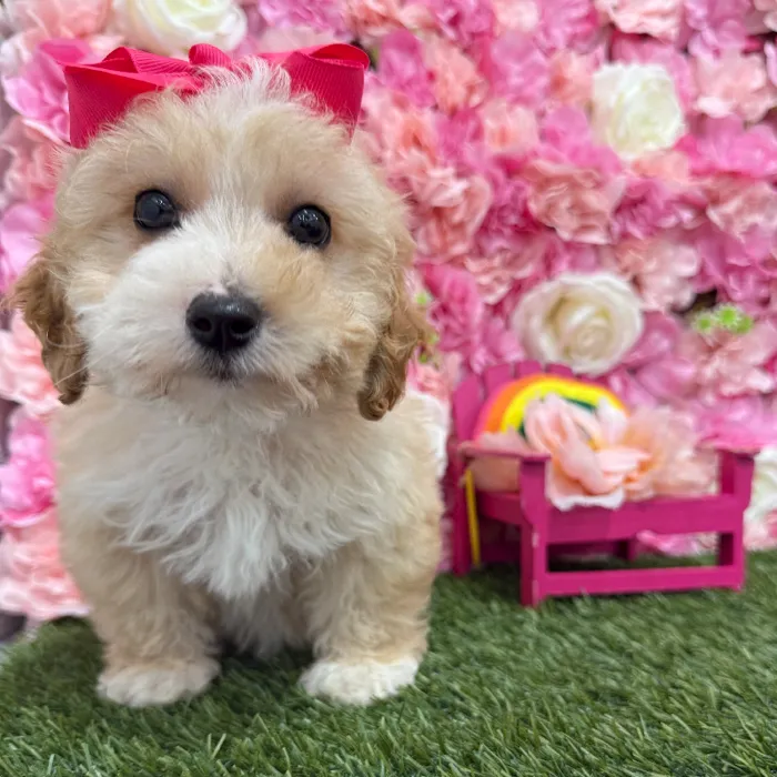 Female Mini Goldendoodle 2nd Gen Puppy for Sale in Braintree, MA