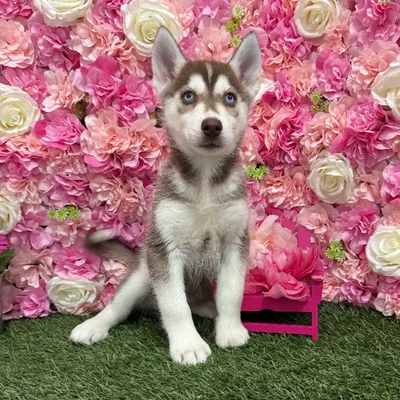 Female Siberian Husky Puppy for Sale in Braintree, MA