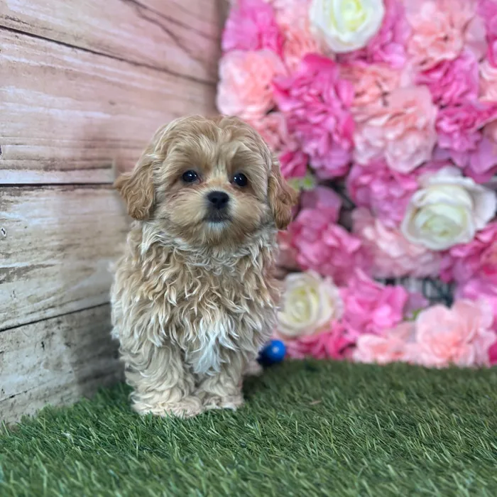 Male Shih-Poo puppy named Perro for sale at Pet Express Saugus.