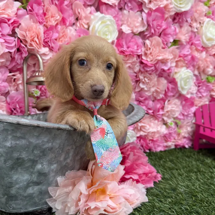 Male Dachshund Puppy for Sale in Braintree, MA