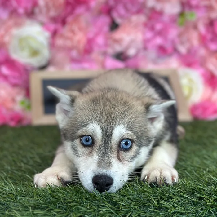 Female Alaskan Klee Kai puppy named Gloria for sale at Pet Express Saugus.