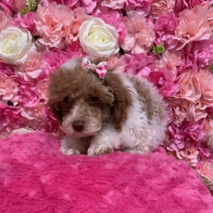 Female Poodle Toy Puppy for Sale in Saugus, MA