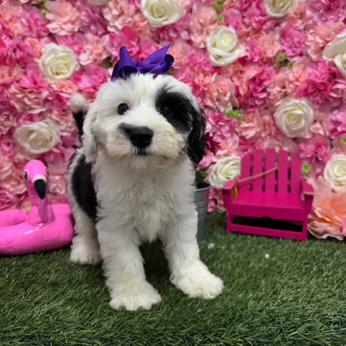 Female Mini Sheepadoodle Puppy for Sale in Braintree, MA
